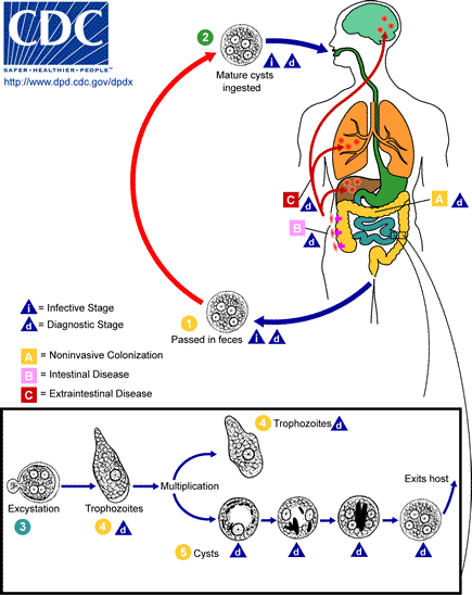 Life cycle of Entamoeba histolytica