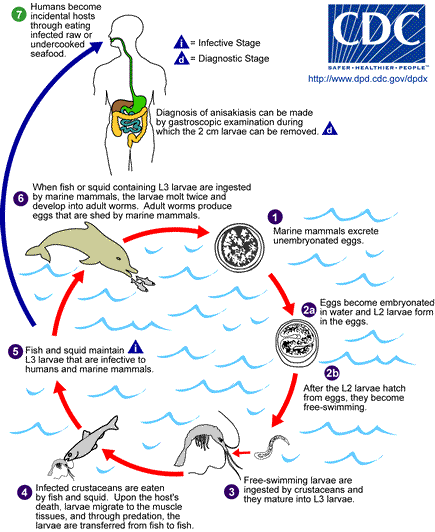 Life cycle of A. simplex or P. decipiens