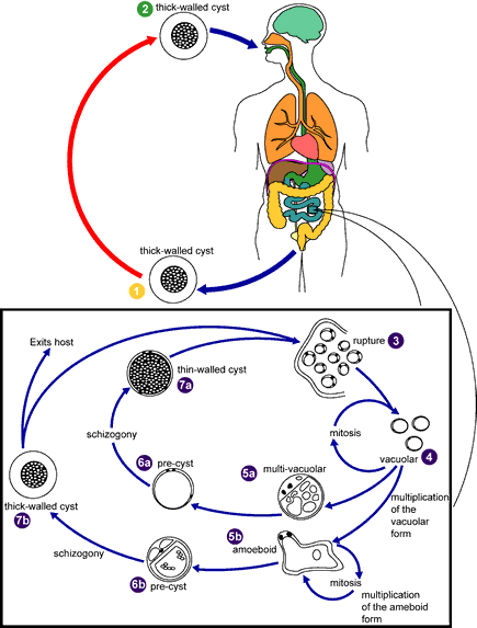 Proposed life cycle of Blastocystis hominis