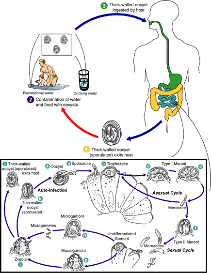 Life cycle of Cryptosporidium parvum and C. hominis