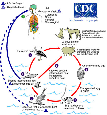 Life cycle of Gnathostoma spp.