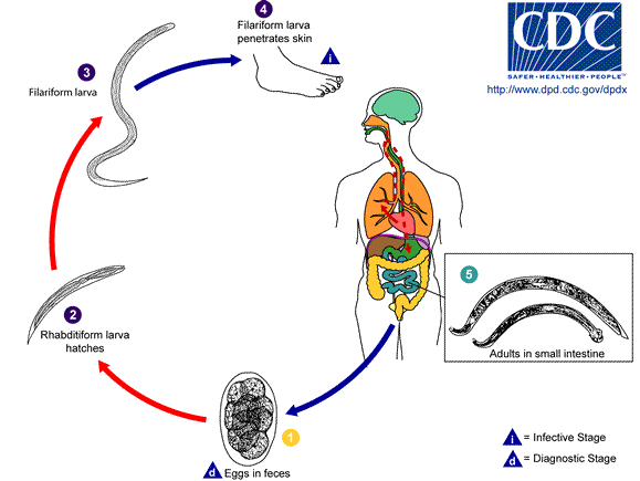 Life cycle of Hookworm