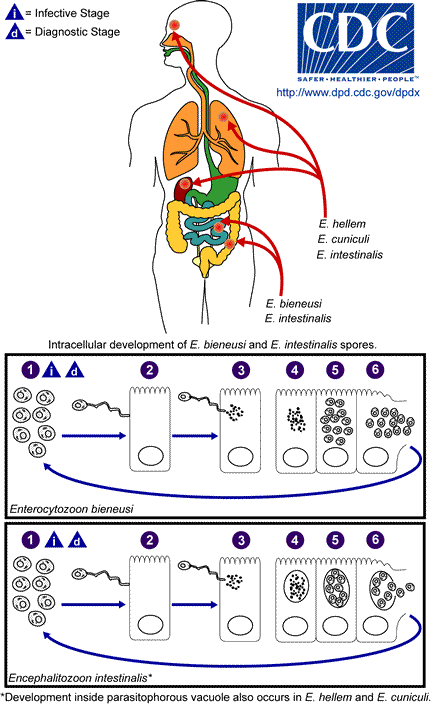 Life cycle of Microsporidia