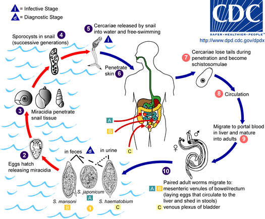 Life cycle of Schistosoma spp.