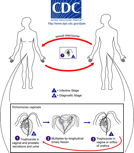 Life cycle of Trichomonas vaginalis