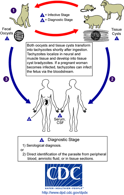 Life cycle of Toxoplasma gondii